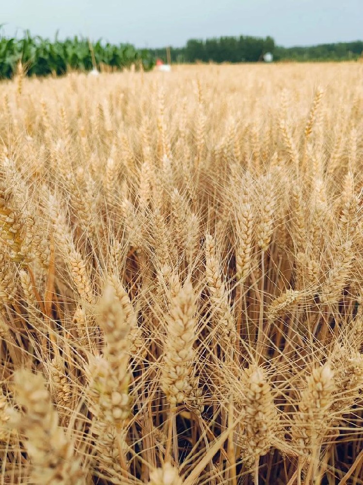 小麦.jpeg