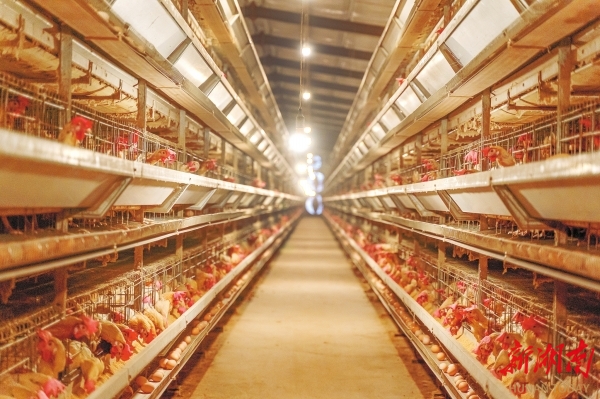 家禽养殖场环境监测传感器.jpeg 家禽养殖场环境监测传感器(2).jpeg