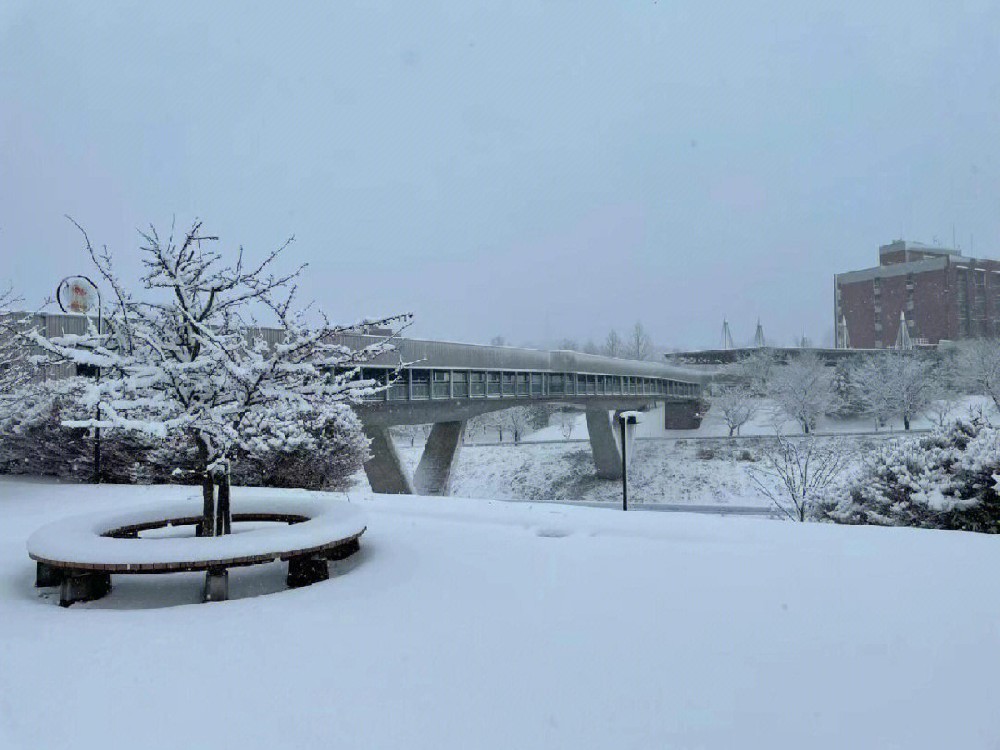 雪.jpeg